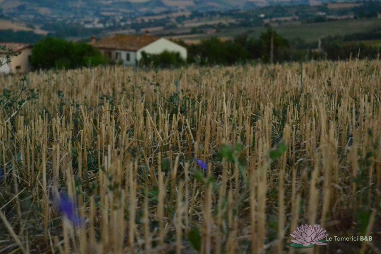 B&B Le Tamerici San Giorgio di Pesaro Buitenkant foto