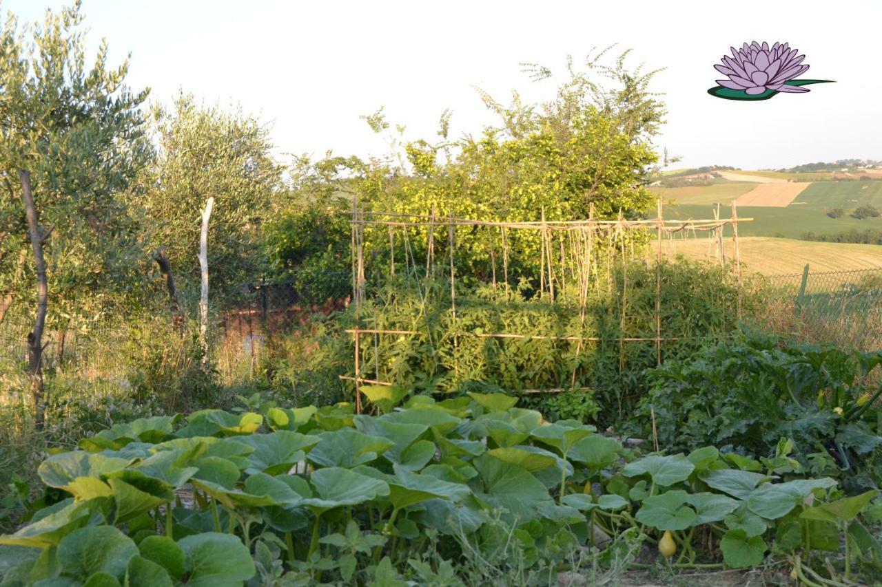 B&B Le Tamerici San Giorgio di Pesaro Buitenkant foto